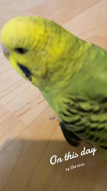 @Blu_the_budgie 🇹🇹