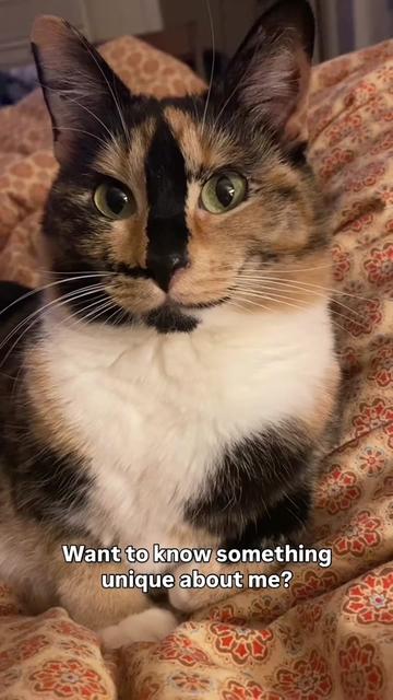@SnickersTheSmilingCat