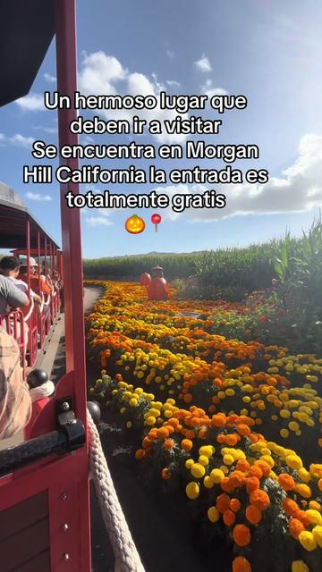 @🌸 Chuy🌸