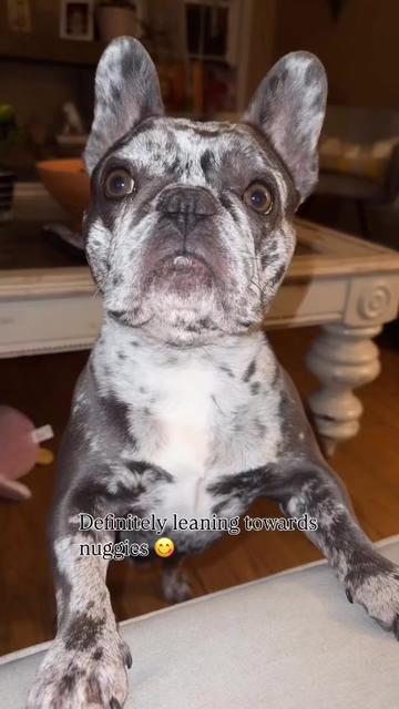 @Fly Lil Frenchie From OKC