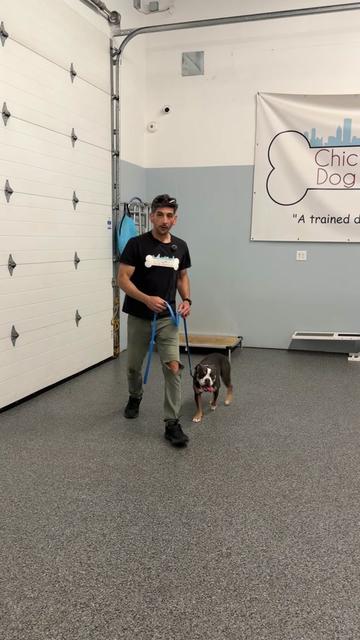 @Chicagoland Dog Training