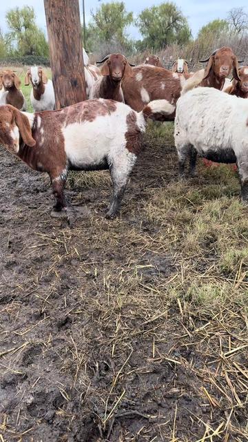@Riverraisedboergoats