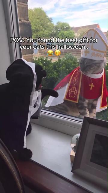 @Chonky World Of Cats