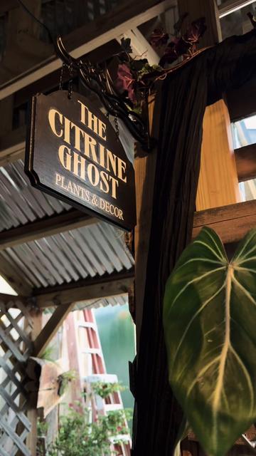 @the citrine ghost 👻🌿🖤