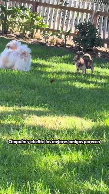 @Crispín_y_mia_abelito_shihtzu_