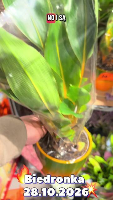 @maciej.plants