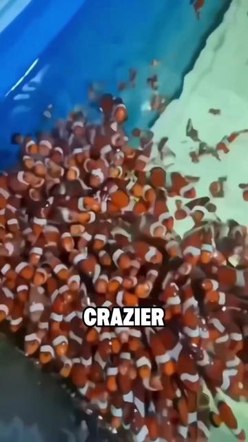 @ZoomieZoo
