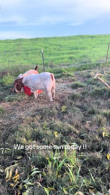 @Riverraisedboergoats