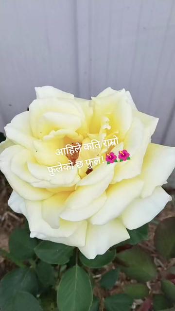 @Shaanti