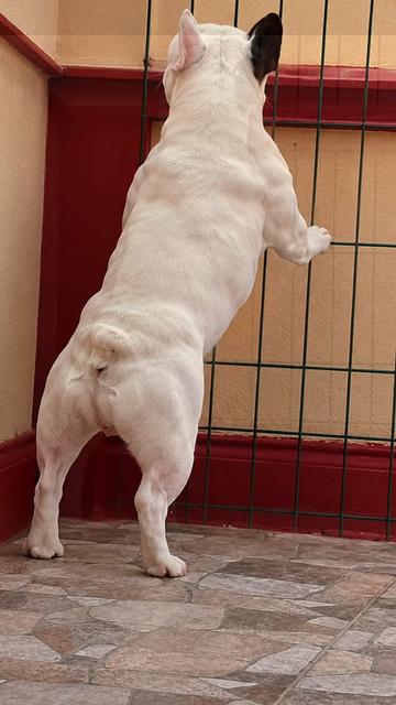 @Bosphorus Bulls French Bulldog