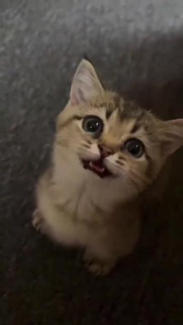@kloutkittens