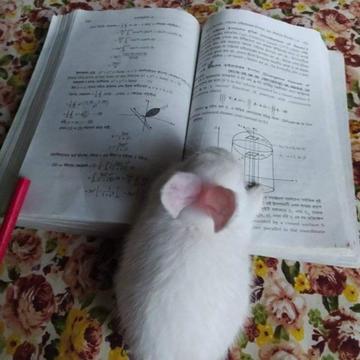 @๐ฟ๐๐๐๐๐๐๐๐๐๐ ๐ฆ
