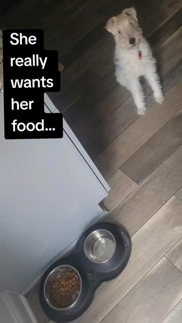 @Allmightybacon1