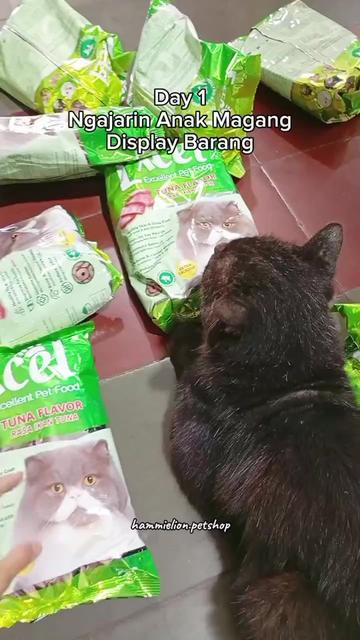 @Grosir Hammielion Petshop