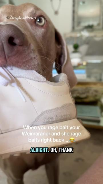 @Zoey the Weim