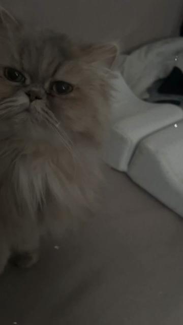 @Ainagul