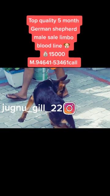 @GILL DOG FARM