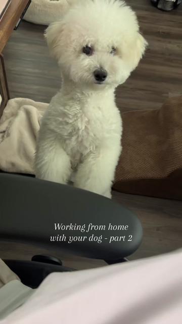 @Rui the Bichon
