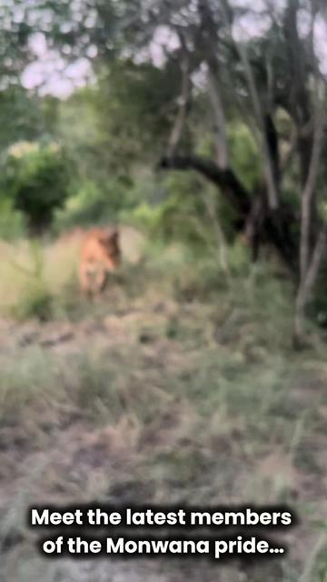 @Thornybush