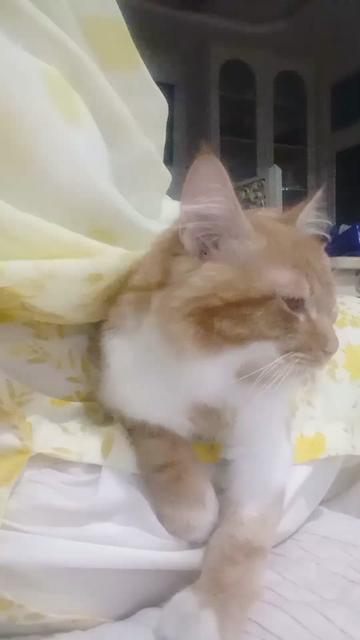 @SKT 786 🇬🇧