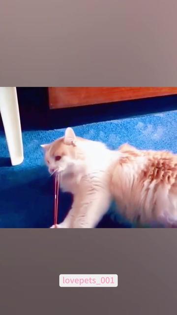 @lovepets_001