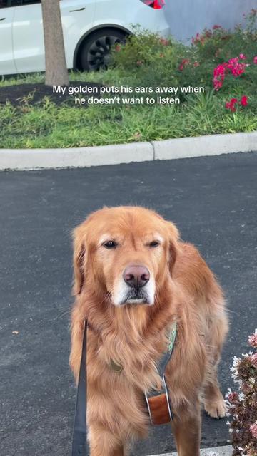 @Bentley the Spicy Golden🌶️