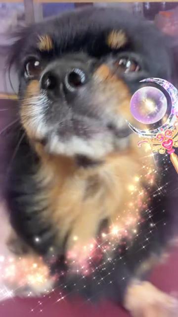 @🍀🐾Luis Pulgarin y Mafrencito
