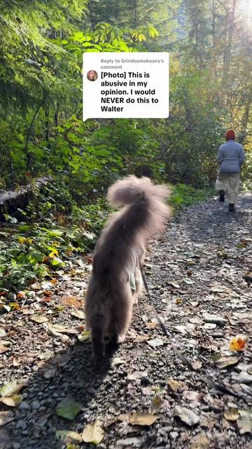 @Mugen the Maine Coon 🇨🇦