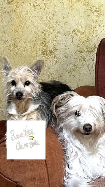 @antonellarizzo962