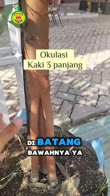 @Produksi Buah_SBS