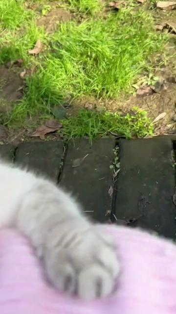 @Cute_kitten