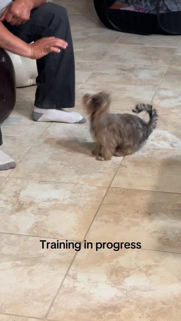 @Penny the Yorkie