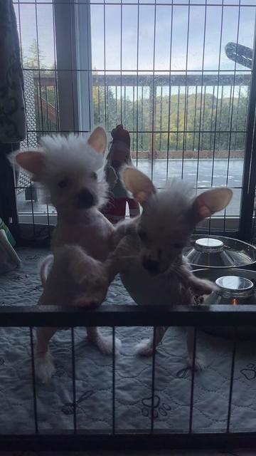 @Chinese Crested Cuties