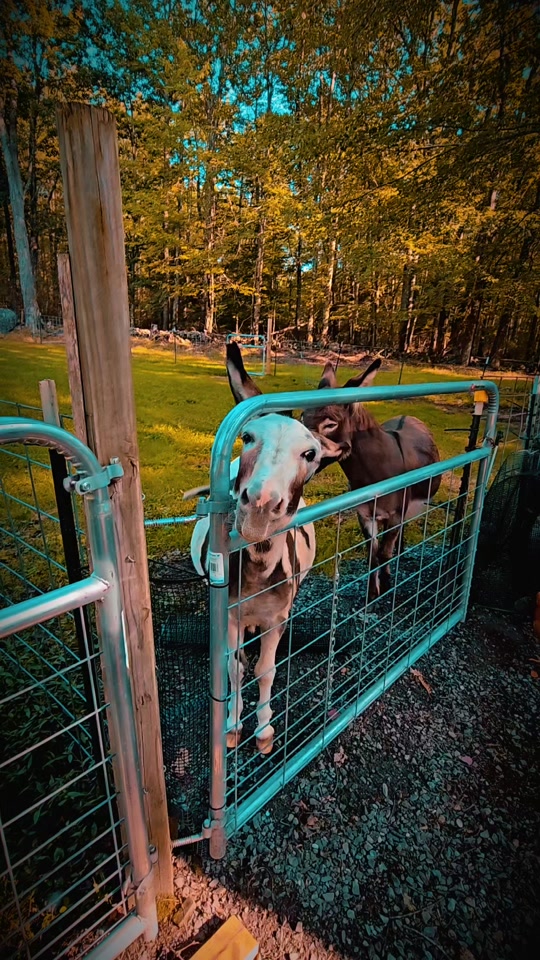 @DaisyMae Acres