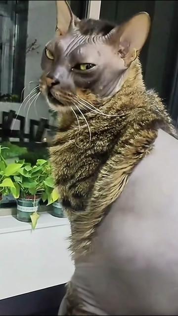 @ZoomieZoo