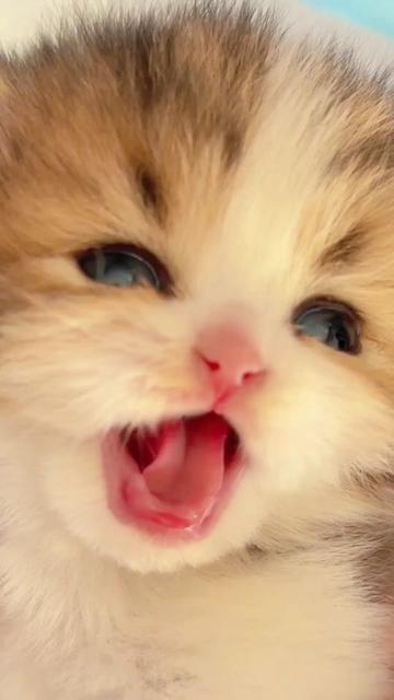 @The Kitten Council 😻😻