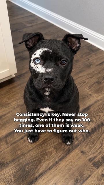 @moonfetches