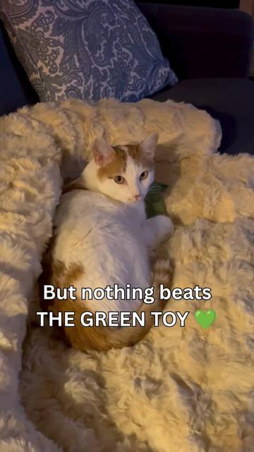 @One and a Half Orange Cats
