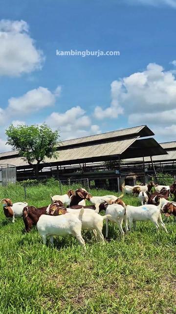 @Kambing Burja Official