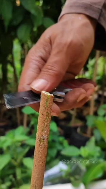 @GardeningFruits