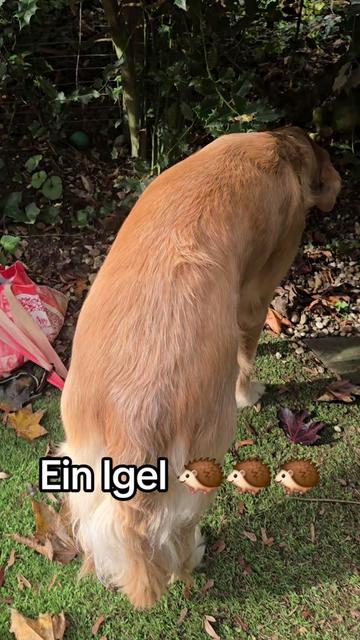 @Fellnasen WG