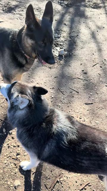 @Derpydogbus