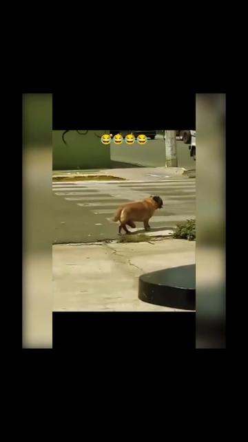 @陳皮