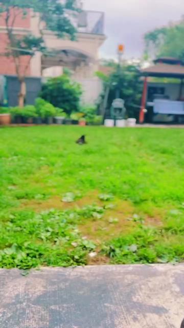 @pantherthecat_05
