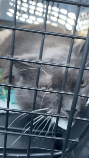 @Are We Home Yet? Cat Sanctuary