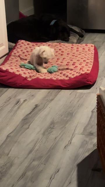 @Luxe The Adventure Poodle