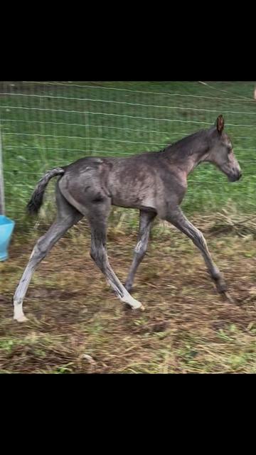 @EightyDollarStables