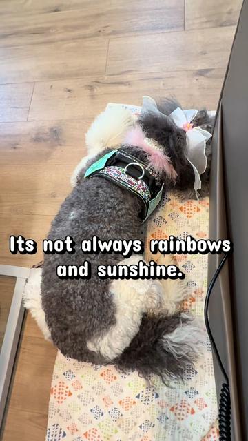 @Luxe The Adventure Poodle