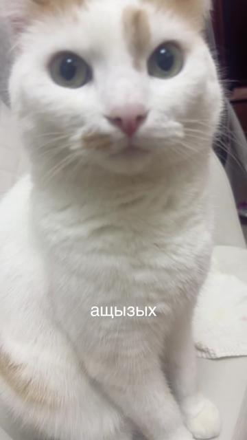 @๐ฝ๐๐๐๐ข๐โฎโห