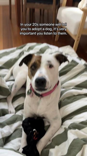 @Auckland Puppy Rescue